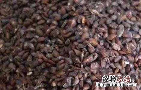 车前子的功效与作用 车前子的功效与作用的功能与主治