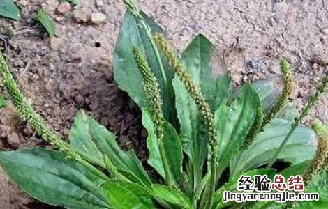 车前子的功效与作用 车前子的功效与作用的功能与主治