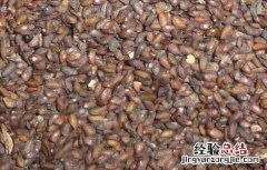 车前子的功效与作用 车前子的功效与作用的功能与主治