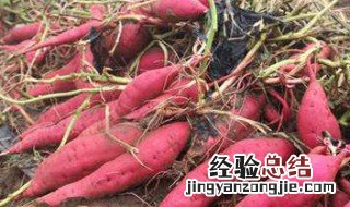 红薯的营养价值及功效与作用 薯的营养价值及功效与作用