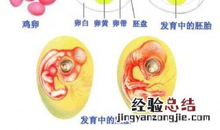 胚盘里面含有什么 你知道吗
