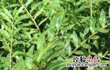 叠鞘石斛在家怎么养 叠鞘石斛在家怎么养啊