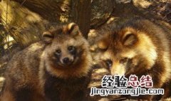 貉子是什么意思? 貉子是什么意思