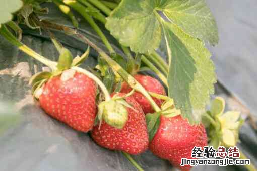 草莓需要补钙吗 草莓需要补钙吗?