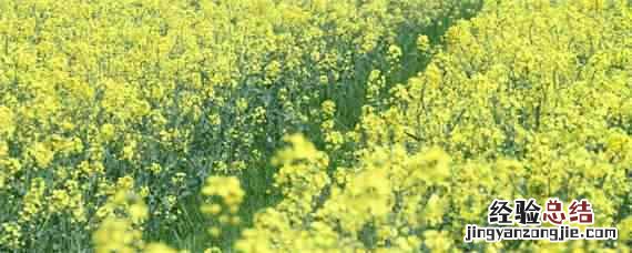 油菜追肥亩用多少复合肥 一亩油菜用多少复合肥