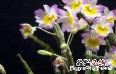 玫瑰石斛的功效与作用及药用价值 玫瑰石斛的功效与作用是什么