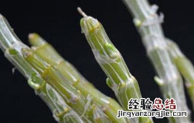 玫瑰石斛的功效与作用及药用价值 玫瑰石斛的功效与作用是什么