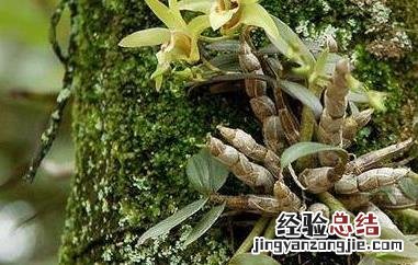 女人每天喝铁皮石斛的量 女人每天喝铁皮石斛的好处