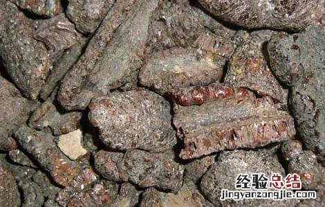 紫草茸的功效与作用 紫草茸的功效与作用图片
