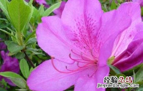 紫杜鹃的功效与作用 紫杜鹃的功效与作用图片