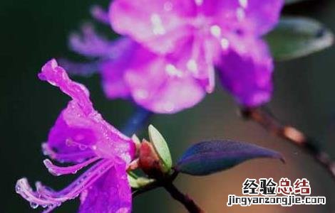 紫杜鹃的功效与作用 紫杜鹃的功效与作用图片