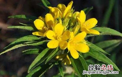 追风伞的功效与作用点 追风伞的功效与作用