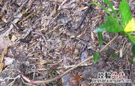 追风伞的功效与作用点 追风伞的功效与作用
