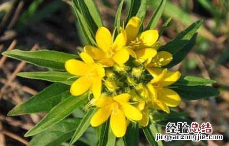 追风伞的功效与作用点 追风伞的功效与作用