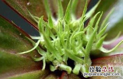 追风伞的功效与作用点 追风伞的功效与作用