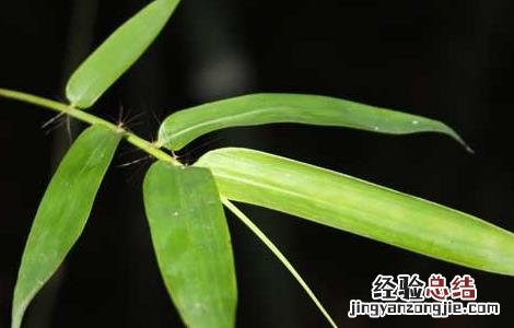 竹叶的功效与作用的功能与主治与用量 竹叶的功效与作用