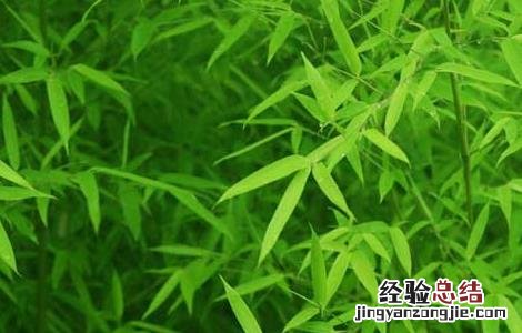 竹叶的功效与作用的功能与主治与用量 竹叶的功效与作用