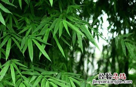 竹叶的功效与作用的功能与主治与用量 竹叶的功效与作用