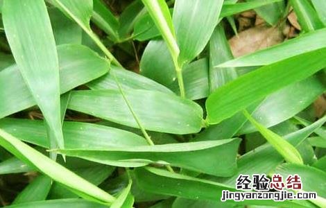 竹叶的功效与作用的功能与主治与用量 竹叶的功效与作用