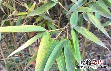竹沥的功效与作用图片 竹沥的功效与作用
