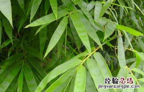竹沥的功效与作用图片 竹沥的功效与作用