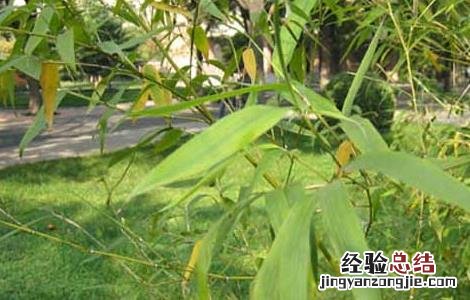 竹沥的功效与作用图片 竹沥的功效与作用