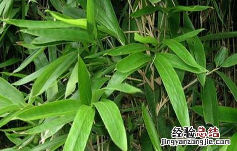 竹沥的功效与作用图片 竹沥的功效与作用