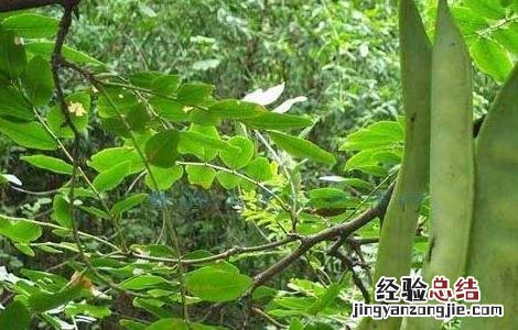 牵牛子的功效与作用 猪牙皂的功效与作用