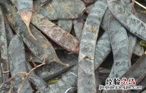 牵牛子的功效与作用 猪牙皂的功效与作用