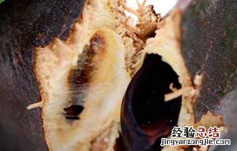 牵牛子的功效与作用 猪牙皂的功效与作用