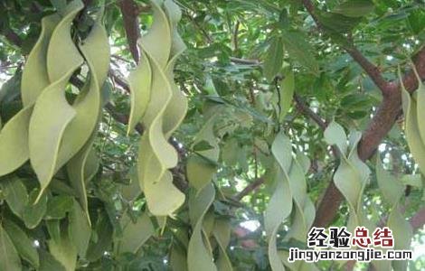 牵牛子的功效与作用 猪牙皂的功效与作用