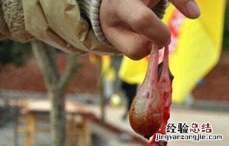 猪胆的功效与作用 猪胆膏的功效与作用