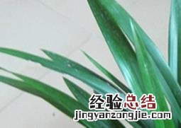 龙舌兰的养殖方法与注意事项视频 龙舌兰的养殖方法与注意事项