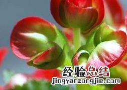 玻璃海棠花的养殖方法教程 玻璃海棠花的养殖方法教程视频