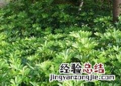 花叶鹅掌柴的水养殖方法教程视频 花叶鹅掌柴的水养殖方法教程
