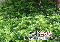 花叶鹅掌柴的水养殖方法教程视频 花叶鹅掌柴的水养殖方法教程