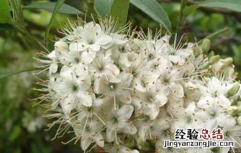 照山白是什么药 照山白的功效与作用