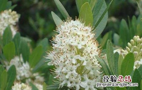 照山白是什么药 照山白的功效与作用