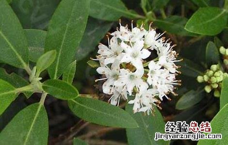 照山白是什么药 照山白的功效与作用