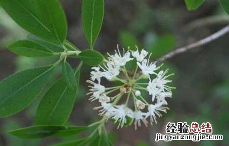 照山白是什么药 照山白的功效与作用
