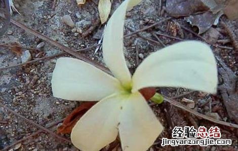 止泻木皮的功效与作用 止泻木子的功效与作用