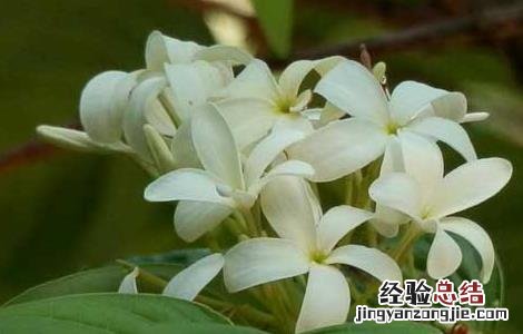 止泻木皮的功效与作用 止泻木子的功效与作用