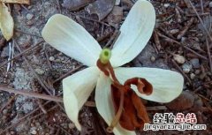 止泻木皮的功效与作用 止泻木子的功效与作用