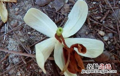 止泻木皮的功效与作用 止泻木子的功效与作用