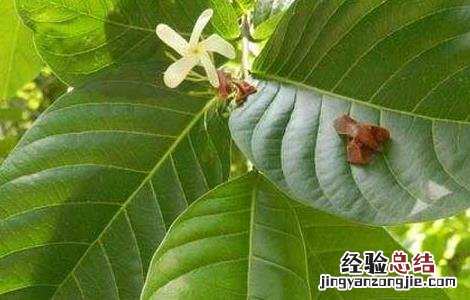 止泻木皮的功效与作用 止泻木子的功效与作用
