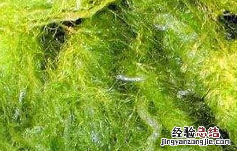 鹧鸪菜的功效与作用