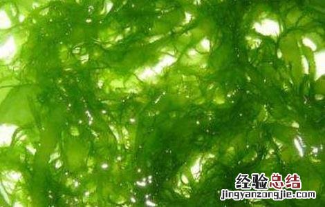 鹧鸪菜的功效与作用