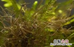 鹧鸪菜的功效与作用