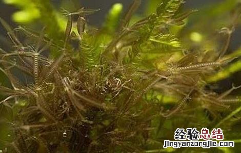 鹧鸪菜的功效与作用
