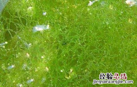 鹧鸪菜的功效与作用
